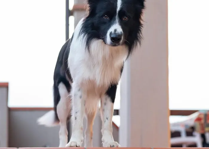 Апартаменты - Pool & Relax